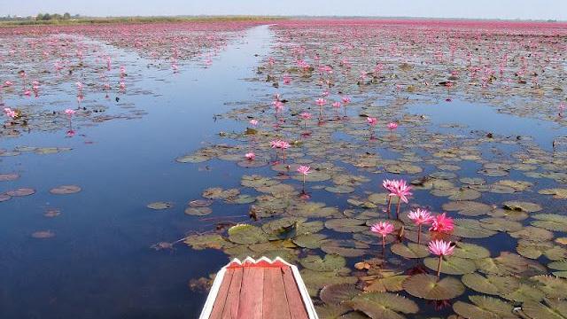 Flor de loto morada, Lugar captura;Lago cerca de entrada de…