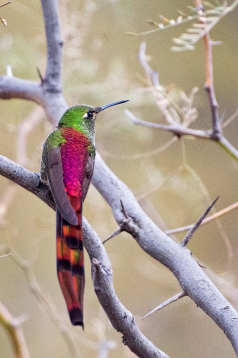 Lanzan una app que permite identificar más de mil especies de aves argentinas