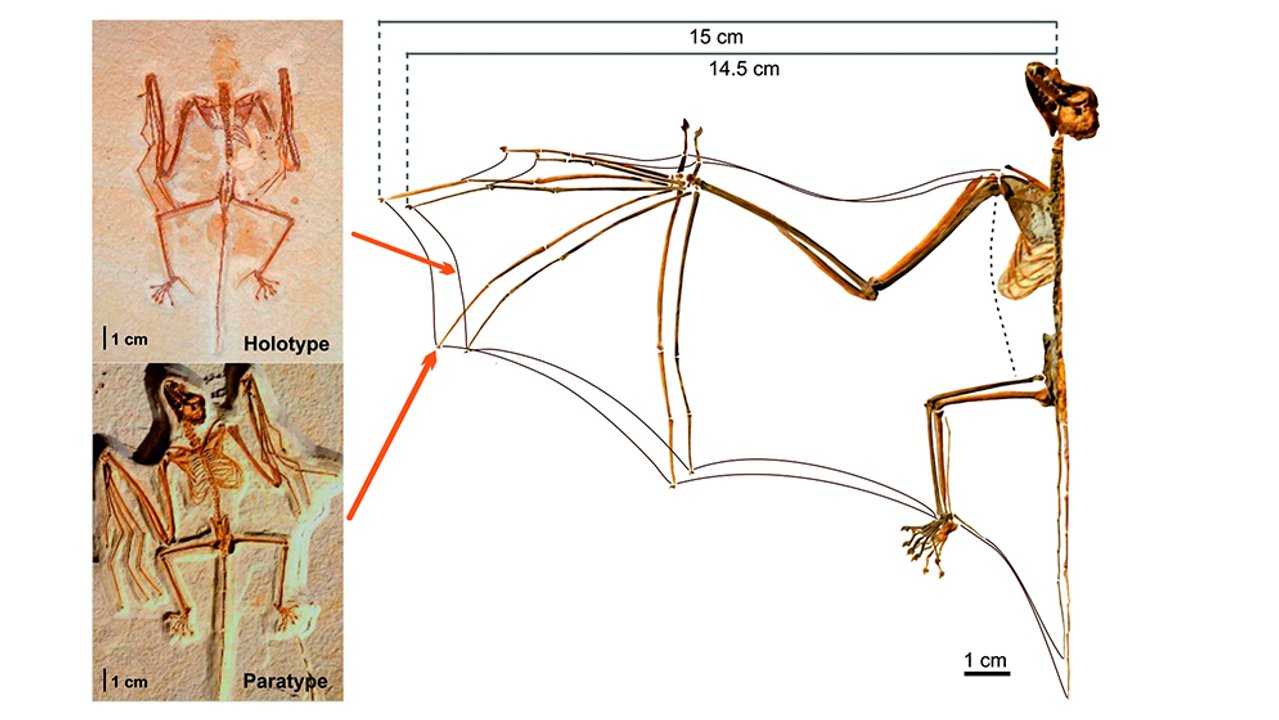 El murciélago más antiguo del que se tiene registro habitó en el Eoceno temprano. Los fósiles se hallaron en 2008 y están conservados en Canadá y Nueva York. (Imagen: Prensa CONICET)